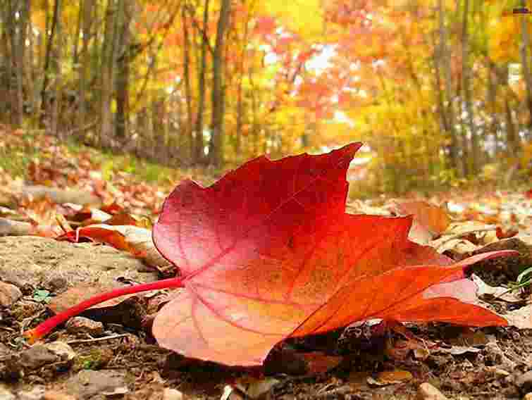 На вихідних в Україні буде тепло й без опадів 