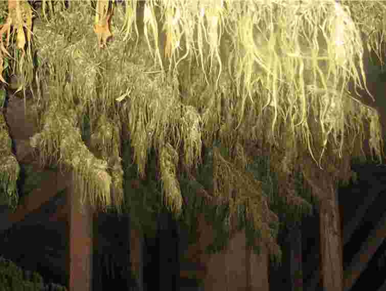 Жителька Конотопу годувала коноплею козу