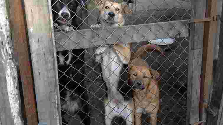 250 собакам у притулку біля Львова треба їжу, будки і медикаменти