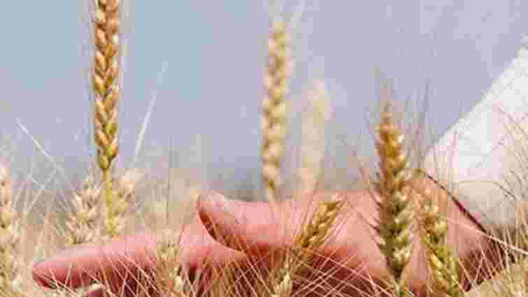 Єгипет викреслить Україну зі списку постачальників пшениці