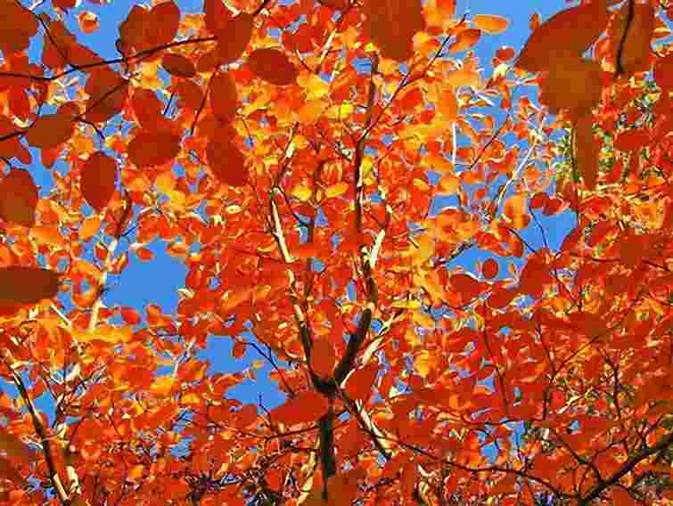 Незначне похолодання прогнозують синоптики найближчими днями