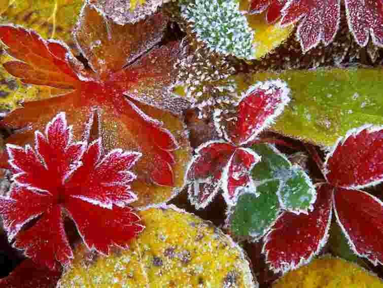 На вихідних в Україні будуть заморозки і без опадів