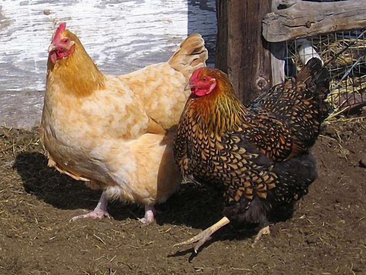 Россільгоспнагляд виявив в українській курятині небезпечні бактерії