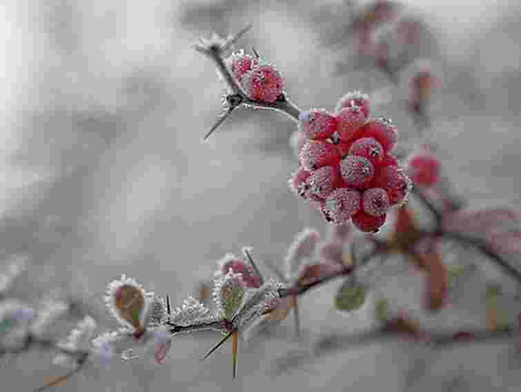 Завтра на заході України – хуртовини і до -12 