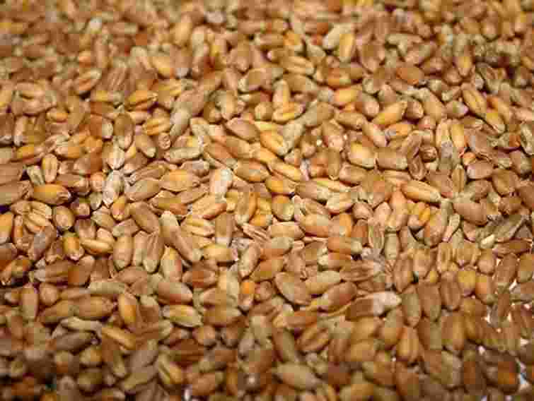 Україна практично призупинила експорт пшениці, - експерт