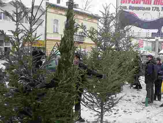 У Львові визначили місця продажу новорічних ялинок