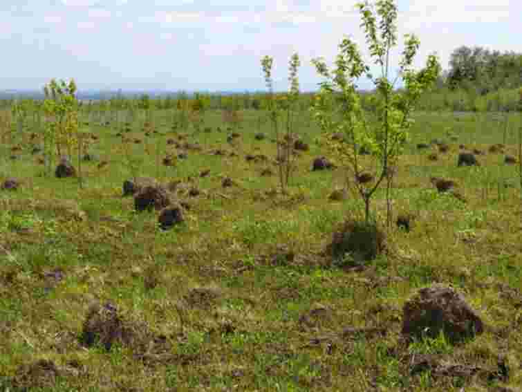 Експерт: Українські ґрунти – на межі виснаження