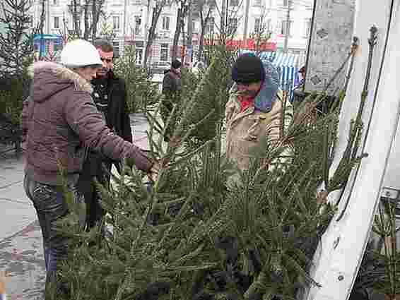 У Львові склали 16 протоколів на продавців ялинок