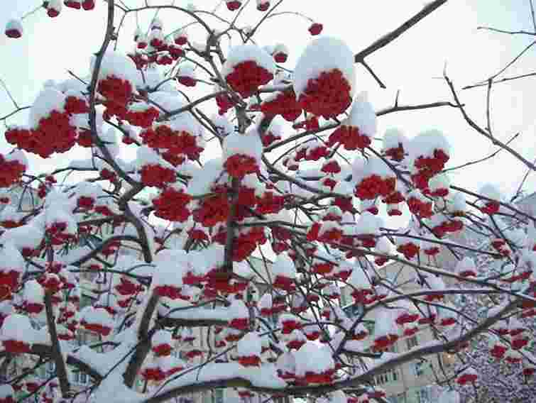 Різдво принесе в Україну морози і заметілі