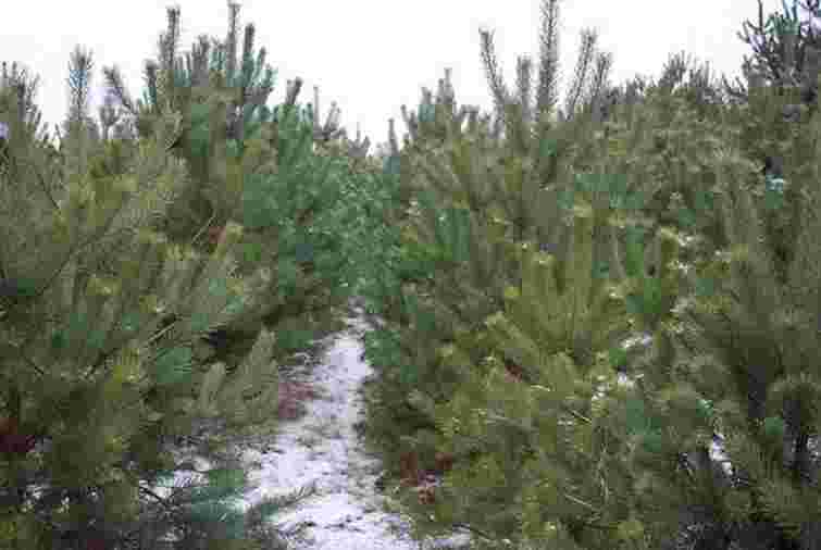 В Україні до новорічних свят зрубали близько мільйона ялинок