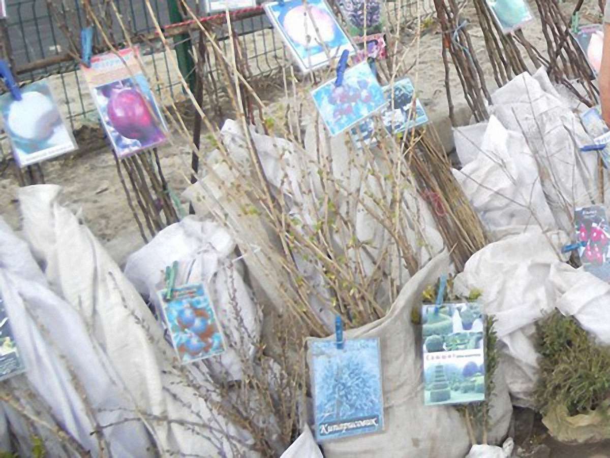 Стихійний ринок саджанців у Львові перенесуть на «Знесіння»