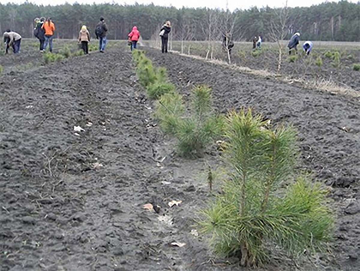 На Волині цьогоріч засадять лісом 250 га деградованих земель