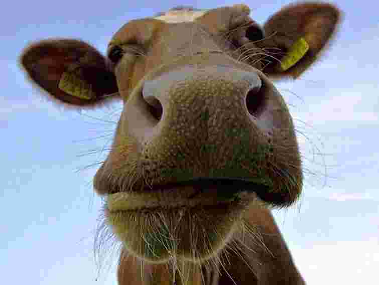 На Прикарпатті 5 людей госпіталізували через скажену корову