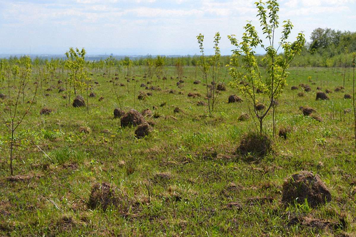 На Львівщині необробленими залишаються 150 тис. га землі