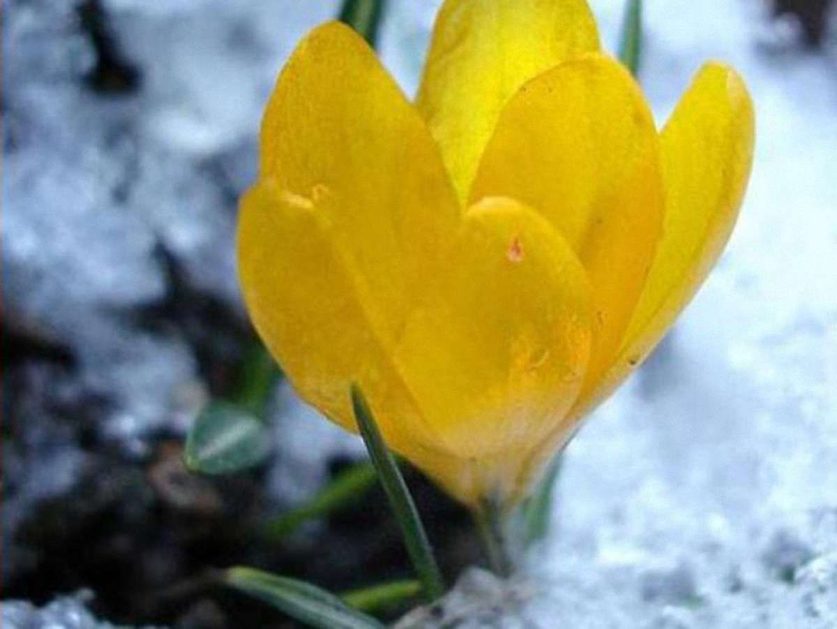 Завтра на півдні та на крайньому заході України – до 10° тепла