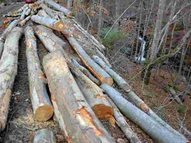 Лісгосп на Львівщині незаконно торгував заставним майном