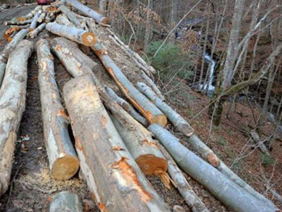 Лісгосп на Львівщині незаконно торгував заставним майном