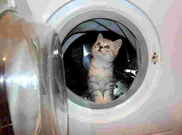 Кожну четверту домашню тваринку українці підбирають на вулиці