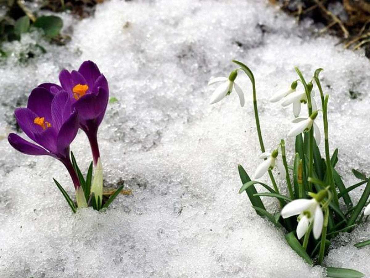 У Львові пройшла акція «Збережи життя первоцвітам»
