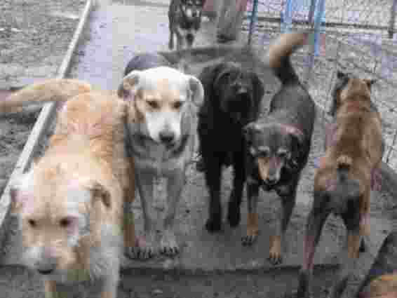 У Тернополі за останні два тижні отруїли 28 безпритульних собак