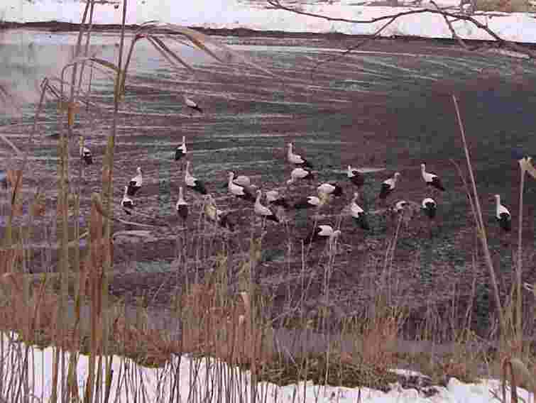 У Львові лелеки оселилися на очисних спорудах. Фото