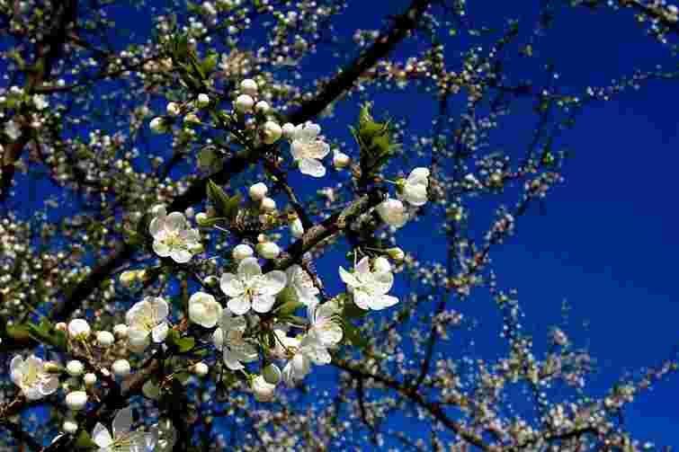 Кульбіда: Весна в Україну іде, але ще несміливо