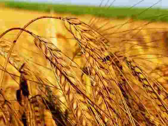 Україна зняла обмеження на експорт пшениці