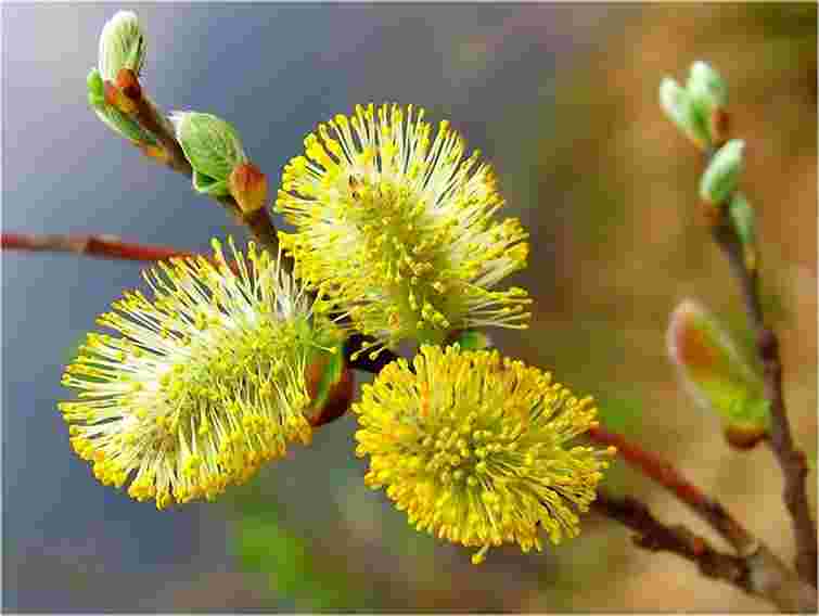 Українці святкують Вербну неділю: за тиждень – Великдень