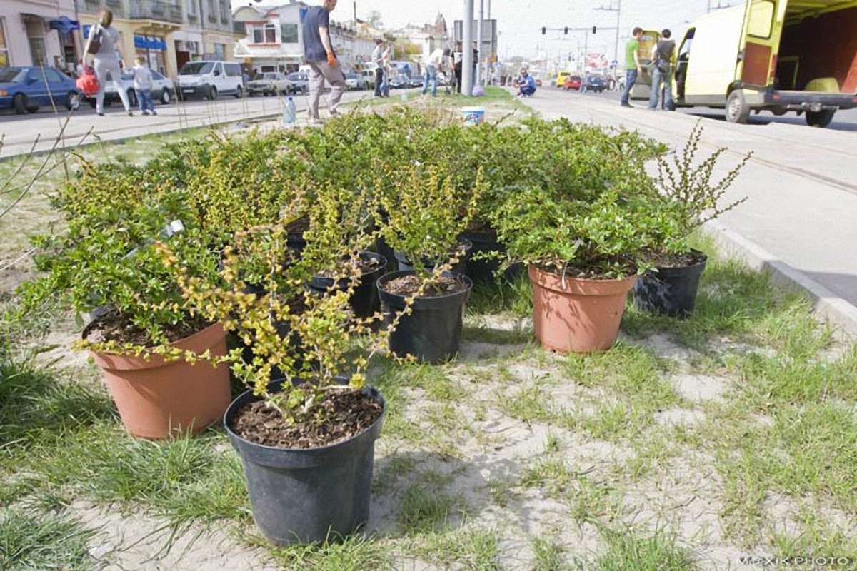 На Городоцькій з’явиться живопліт з барбарисів та бирючини