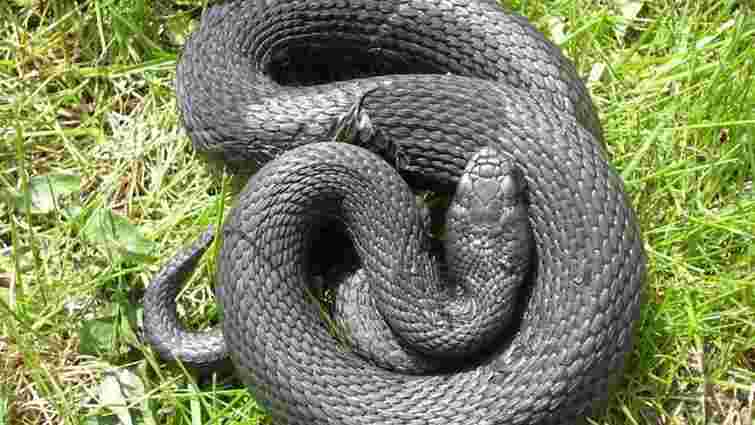 На Прикарпатті жінка потрапила в реанімацію через укус змії