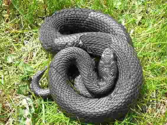На Прикарпатті жінка потрапила в реанімацію через укус змії