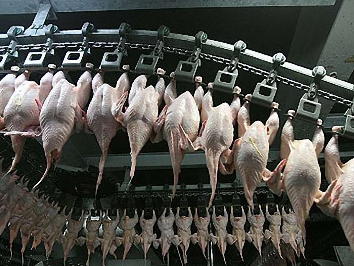Україна обмежила постачання курятини до Митного союзу
