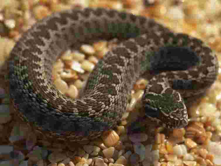 У Києві на території дитсадка впіймали змію