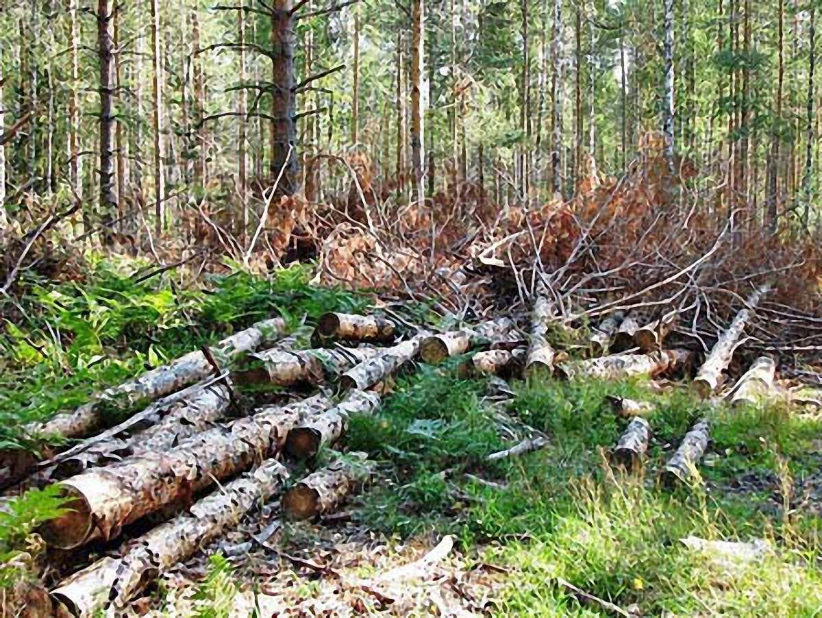 На Львівщині під час валки лісу загинув 49-річний чоловік
