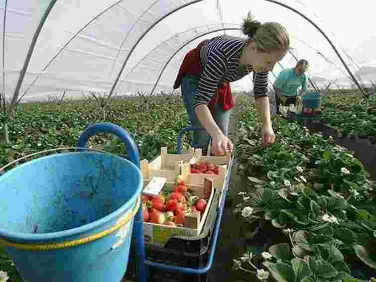 Близько 50% трудових мігрантів з України – нелегали, – МОМ