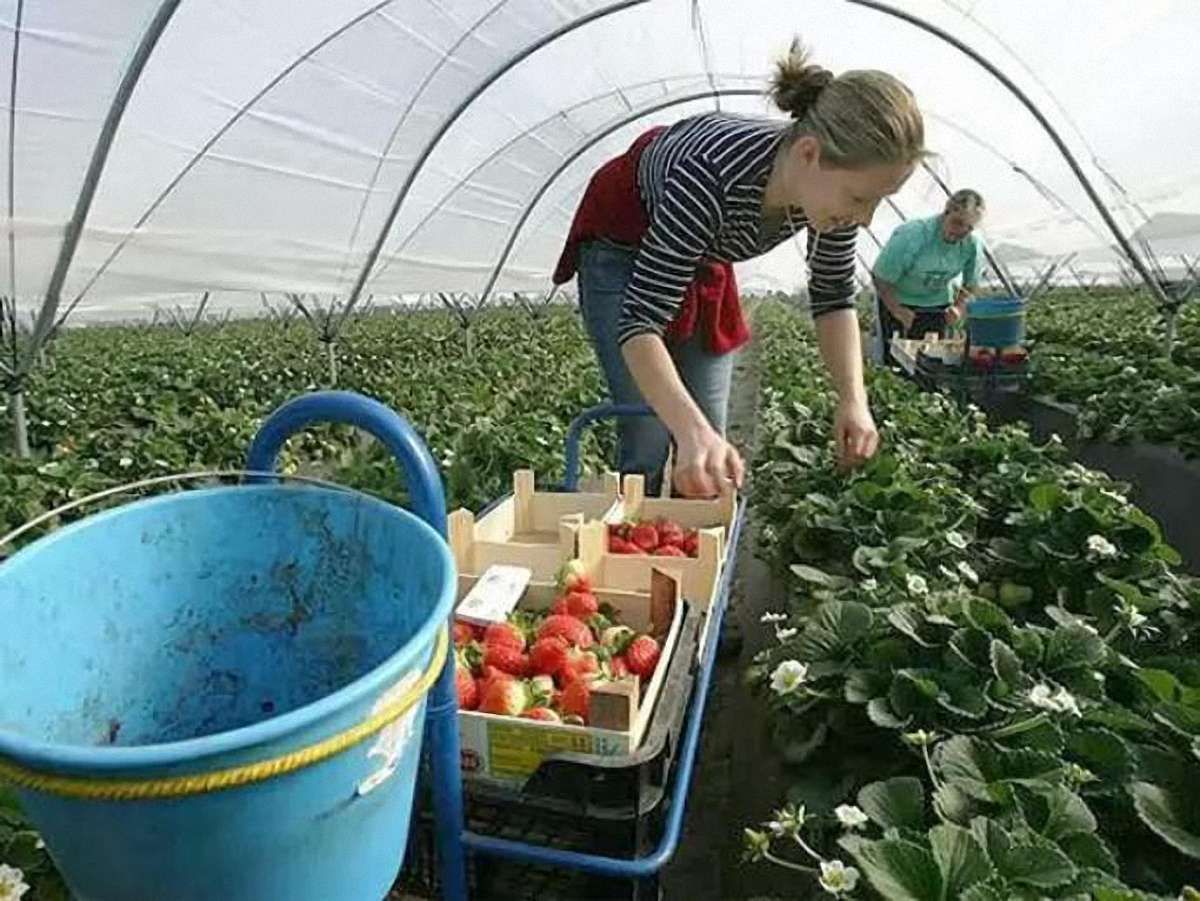 Близько 50% трудових мігрантів з України – нелегали, – МОМ
