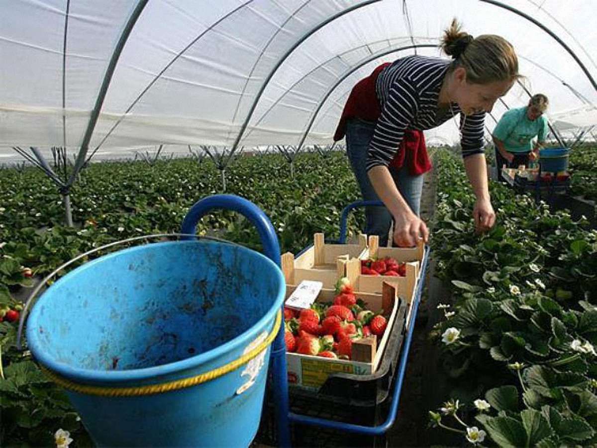 Кожен десятий мешканець Західної України їздить на заробітки