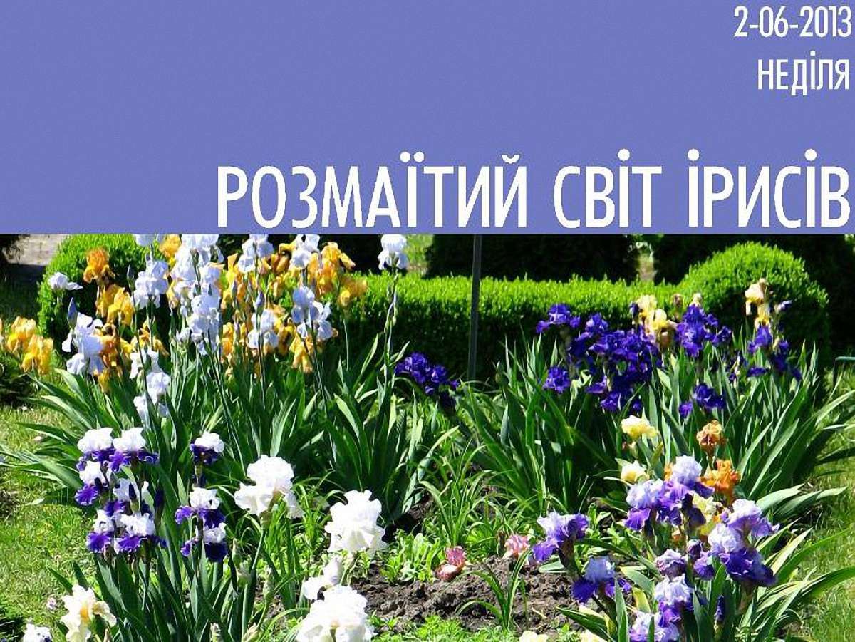 Ботанічний сад запрошує львів’ян у «Розмаїтий світ ірисів»