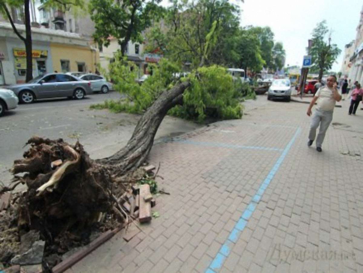 Буревій на Одещині повалив близько 3 тисяч дерев