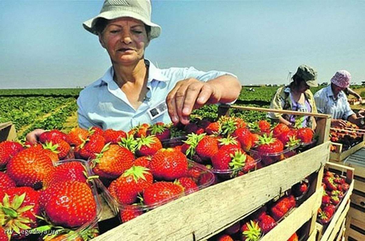 Польща випередила Італію та Чехію за кількістю українських заробітчан