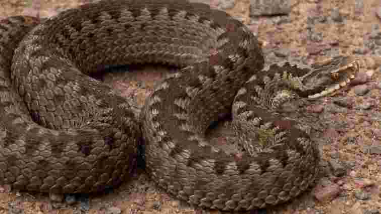На Закарпатті 20 людей постраждали від нападів змій