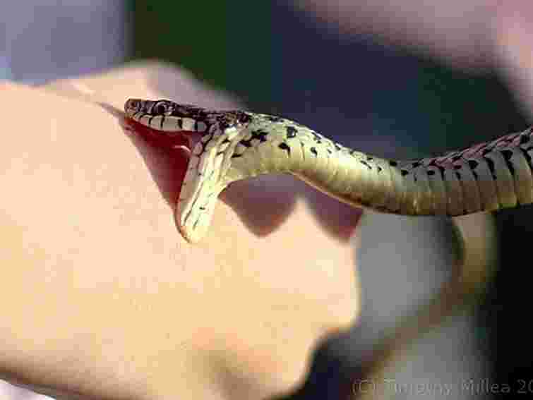 На Прикарпатті змія вкусила 4-річну дівчинку 