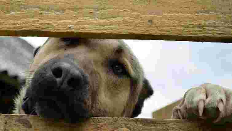 Собака загриз на смерть свого господаря на Київщині