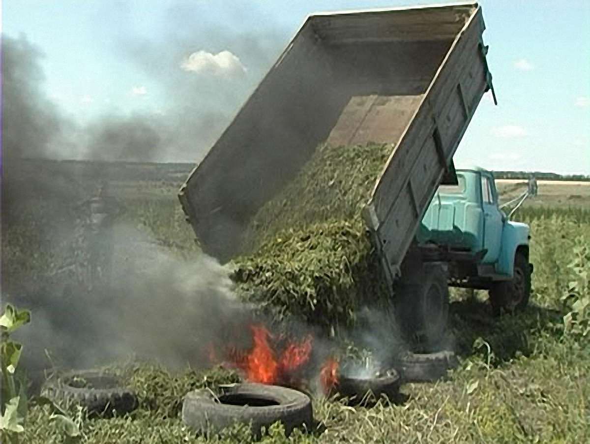 На Харківщині виявили плантацію коноплі на 70 га