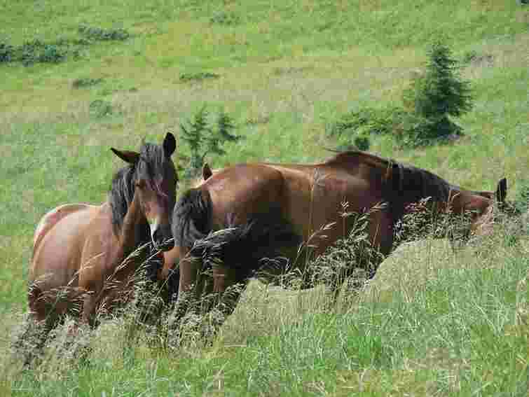 Власники постріляних коней у Мостиськах вимагають покарати стрільця