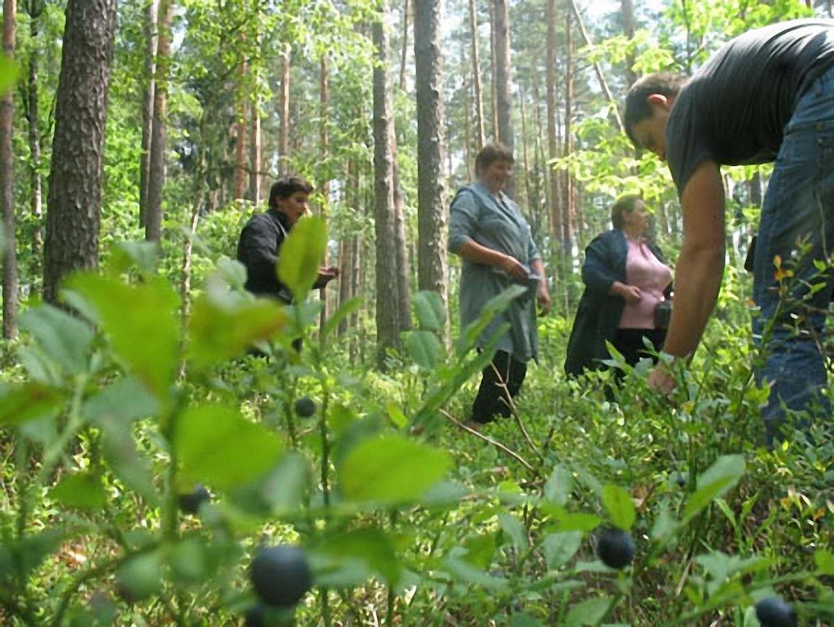 Українців місяць не пускатимуть до лісу Білорусі за ягодами
