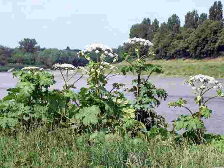Небезпечний борщівник "захопив" майже 95 га на Львівщині