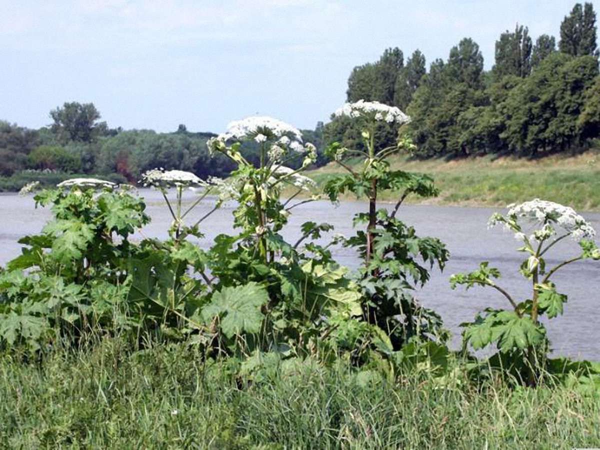 Небезпечний борщівник "захопив" майже 95 га на Львівщині