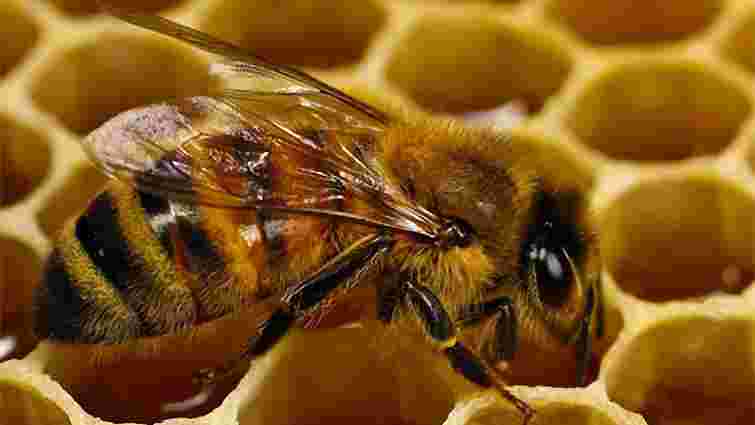 Україна виробляє найбільше меду у світі