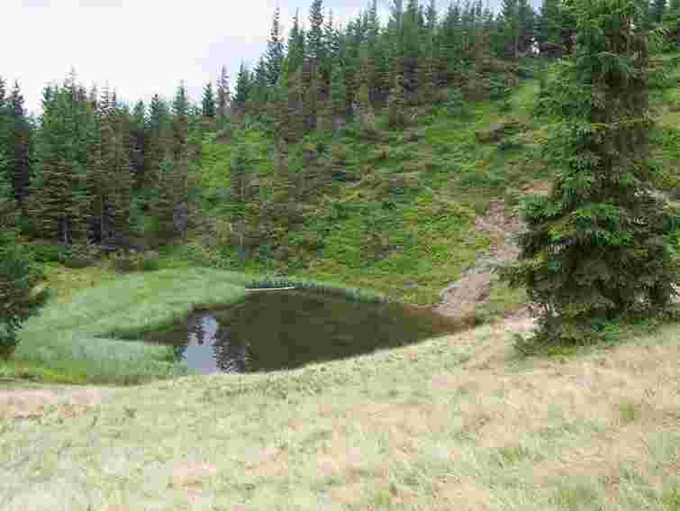 Закарпатські рятувальники знайшли 12 туристів, які заблукали на горі